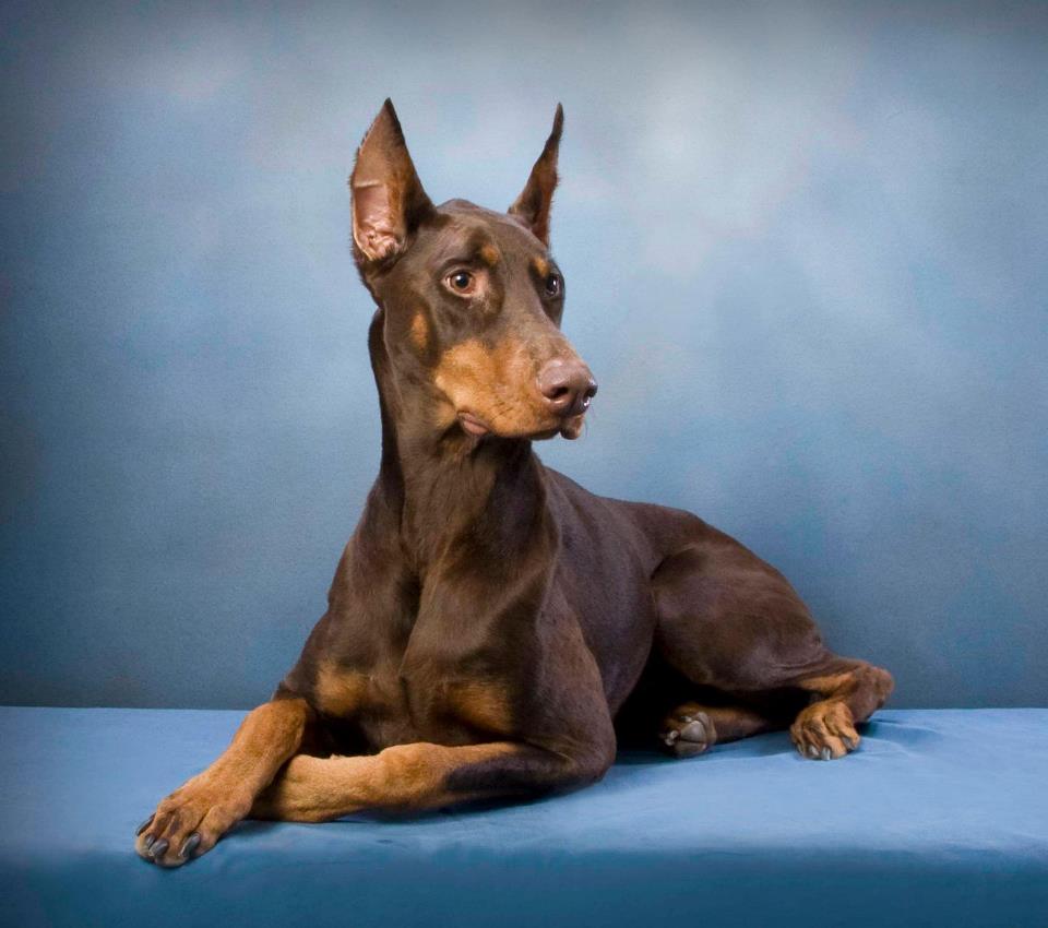 RIP Zelda - Doberman Rescue Minnesota | Dog Rescue